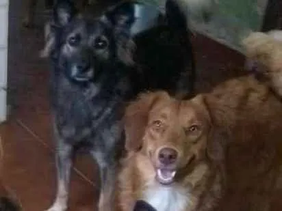 Cachorro ra a srd idade  nome Romeu