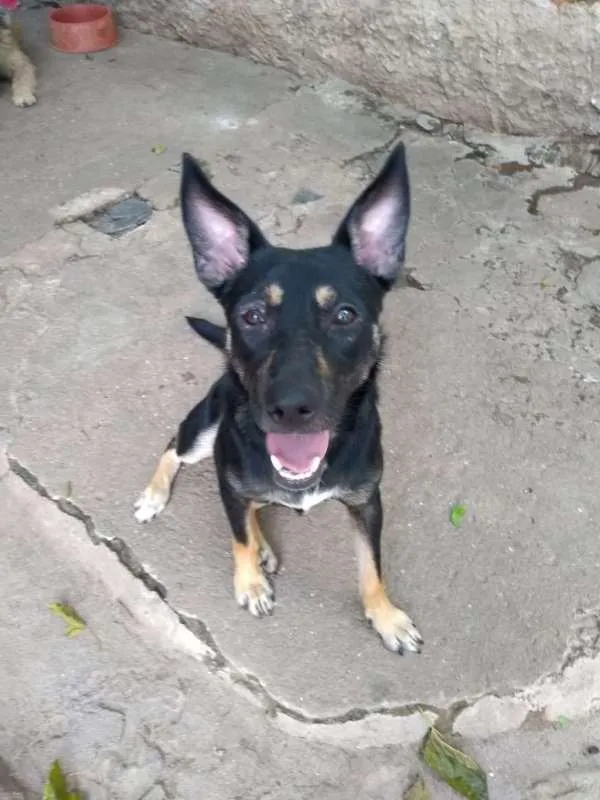 Cachorro ra a srd idade 2 anos nome Sabrina