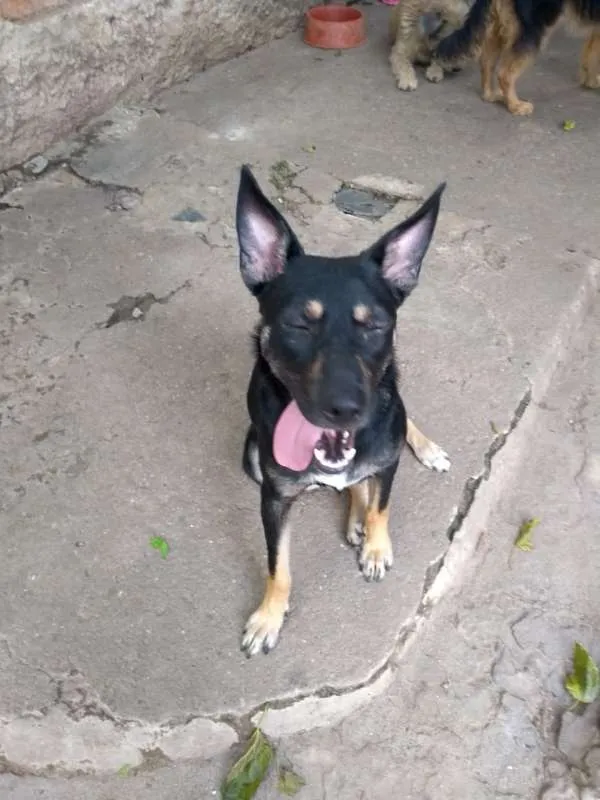 Cachorro ra a srd idade 2 anos nome Sabrina
