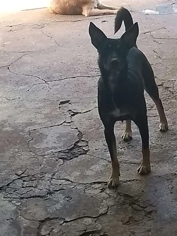 Cachorro ra a srd idade 2 anos nome Sabrina