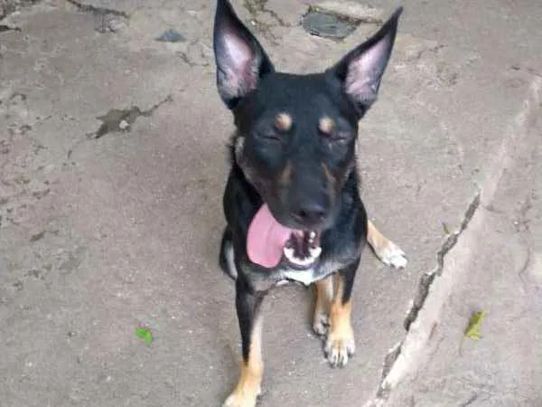 Cachorro ra a srd idade 2 anos nome Sabrina