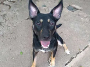 Cachorro raça srd idade 2 anos nome Sabrina