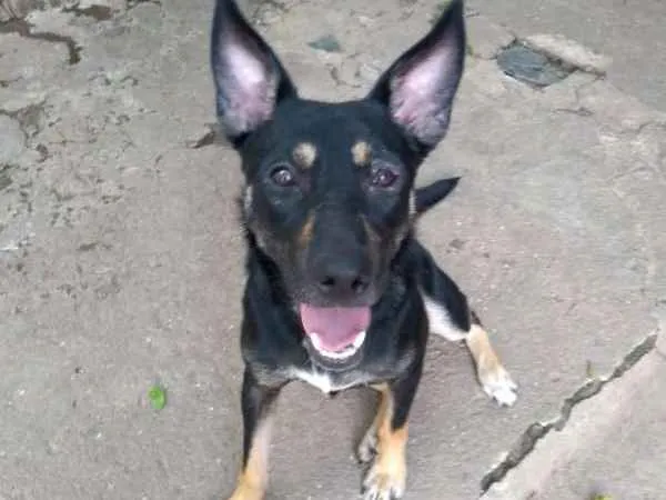 Cachorro ra a srd idade 2 anos nome Sabrina