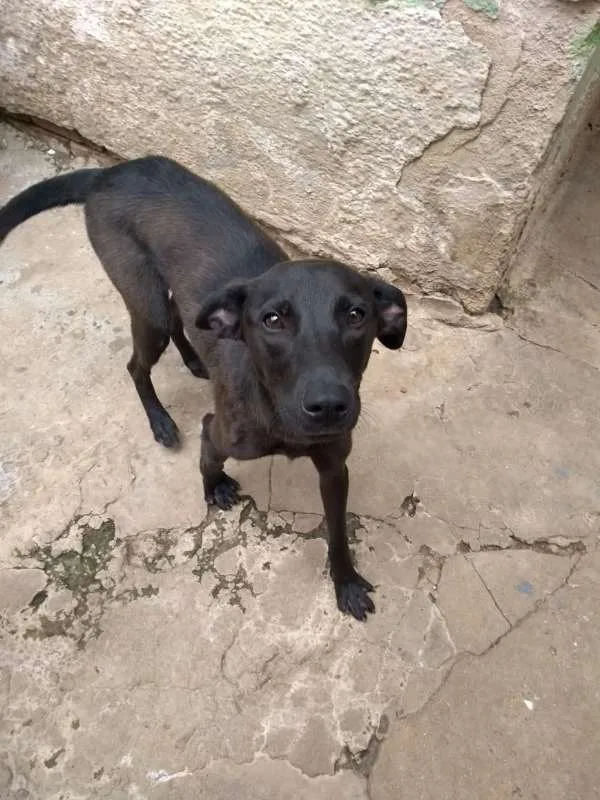 Cachorro ra a srd idade 2 anos nome Ronaldo