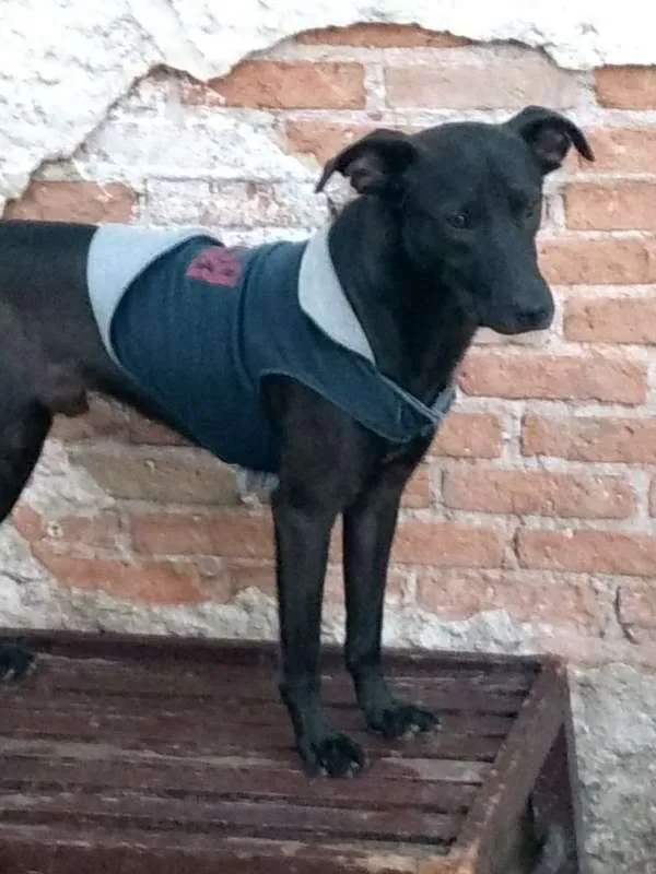 Cachorro ra a srd idade 2 anos nome Ronaldo