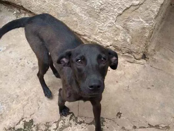Cachorro ra a srd idade 2 anos nome Ronaldo