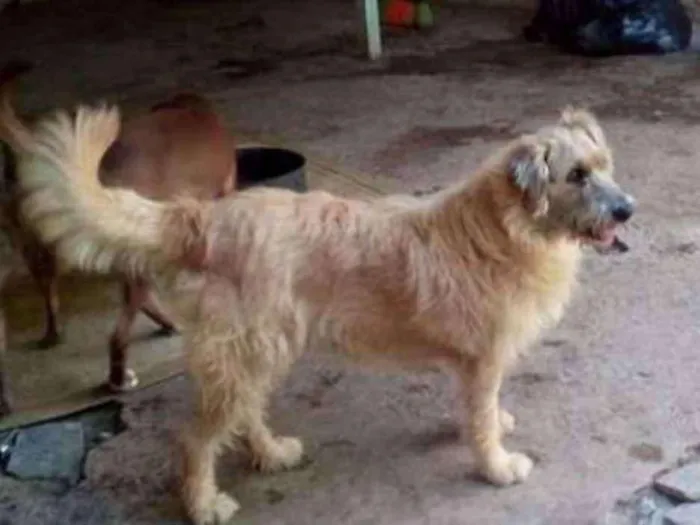 Cachorro ra a srd idade 6 ou mais anos nome Brida