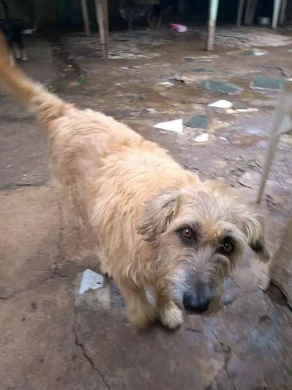 Cachorro ra a srd idade 6 ou mais anos nome Brida