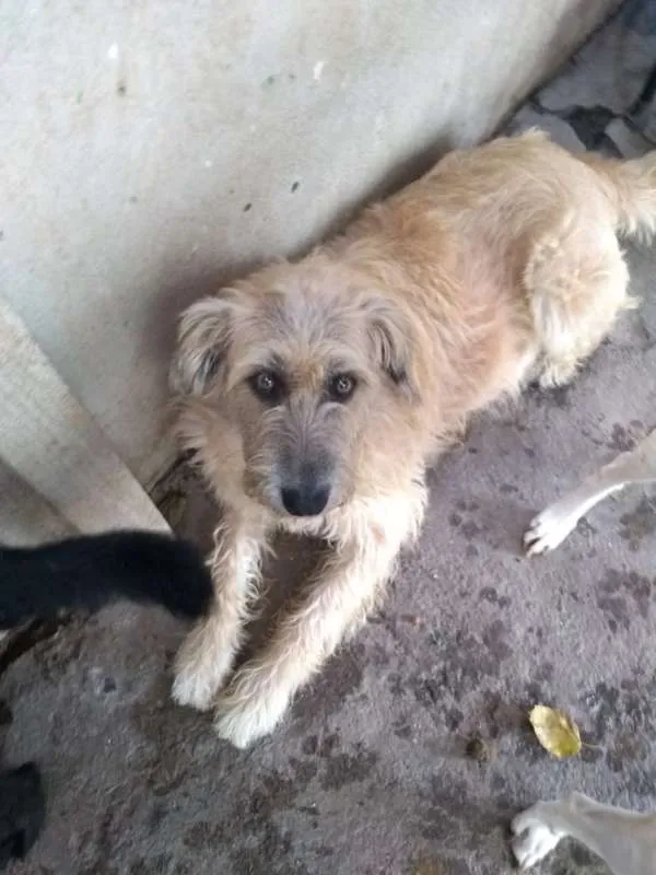 Cachorro ra a srd idade 6 ou mais anos nome Brida