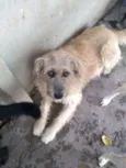 Brida