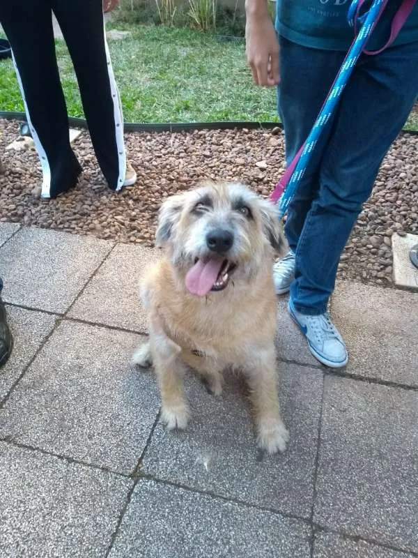 Cachorro ra a srd idade 6 ou mais anos nome Brida