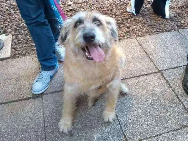 Cachorro ra a srd idade 6 ou mais anos nome Brida