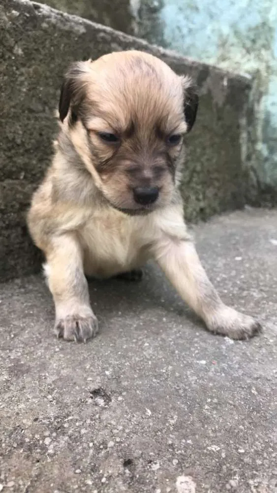 Cachorro ra a  idade Abaixo de 2 meses nome Filhotes 