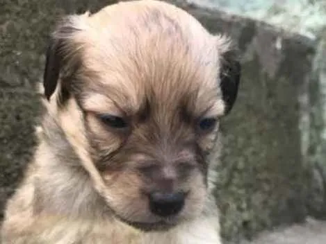 Cachorro ra a  idade Abaixo de 2 meses nome Filhotes 