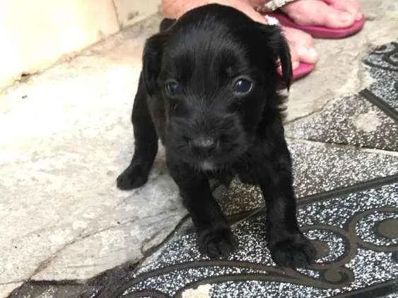 Cachorro ra a  idade Abaixo de 2 meses nome Filhotes 