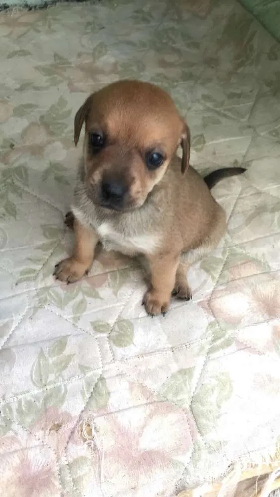 Cachorro ra a  idade Abaixo de 2 meses nome Filhotes 