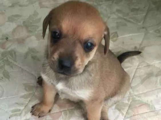 Cachorro ra a  idade Abaixo de 2 meses nome Filhotes 