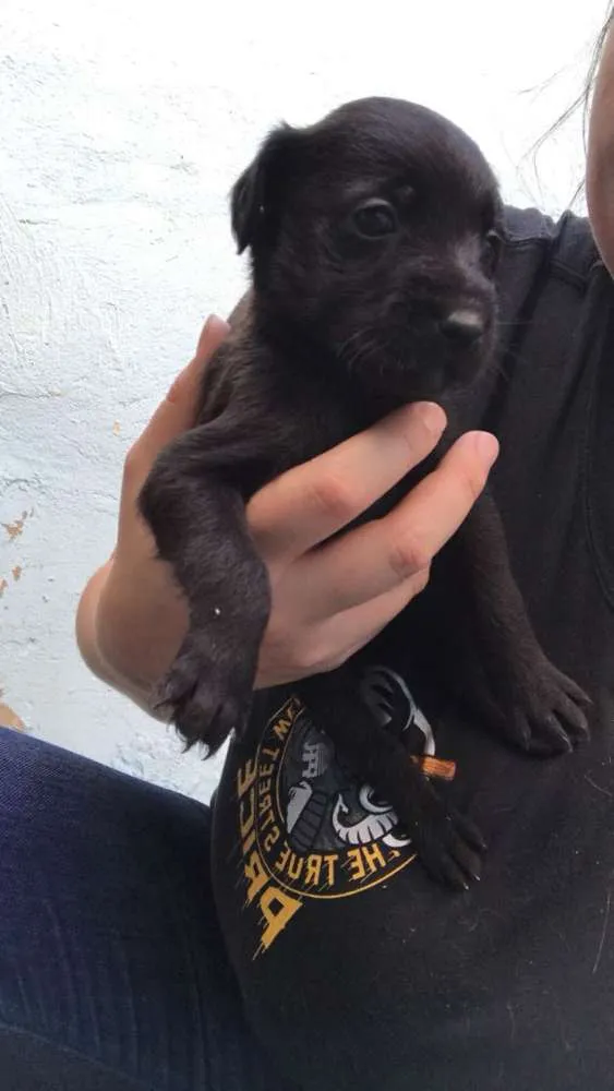 Cachorro ra a  idade Abaixo de 2 meses nome Filhotes 