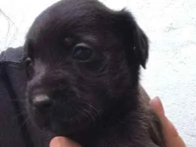 Cachorro ra a  idade Abaixo de 2 meses nome Filhotes 