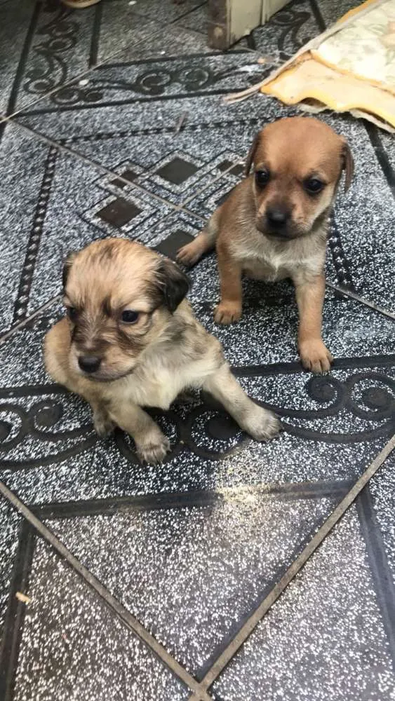 Cachorro ra a  idade Abaixo de 2 meses nome Filhotes 