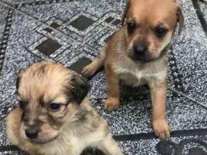 Cachorro raça  idade Abaixo de 2 meses nome Filhotes 