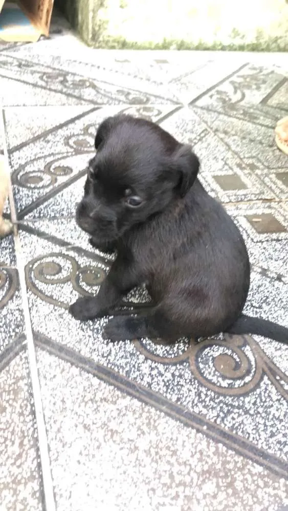 Cachorro ra a  idade Abaixo de 2 meses nome Filhotes 