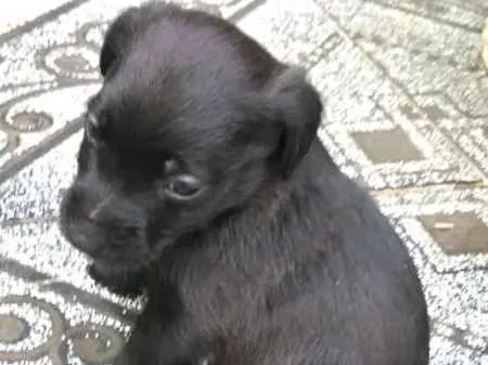 Cachorro ra a  idade Abaixo de 2 meses nome Filhotes 