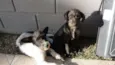 Yoda e Matilda