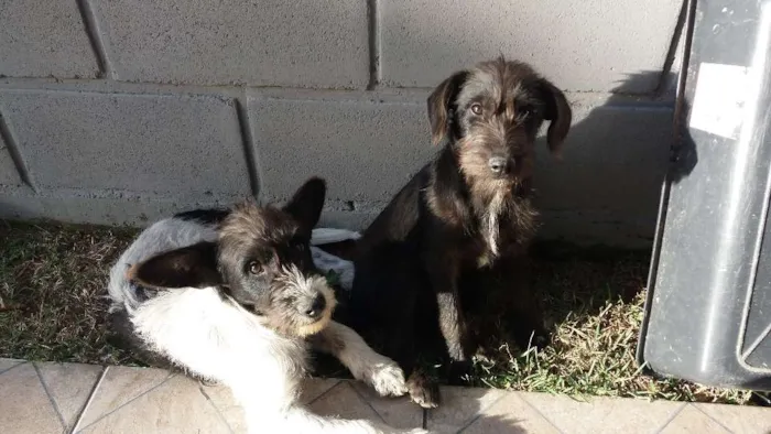 Cachorro ra a Vira-lata idade 2 a 6 meses nome Yoda e Matilda