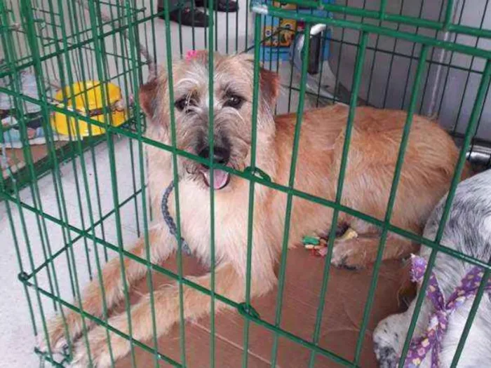 Cachorro ra a SRD idade 3 anos nome ESTRELA