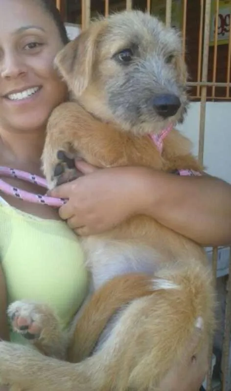 Cachorro ra a SRD idade 3 anos nome ESTRELA