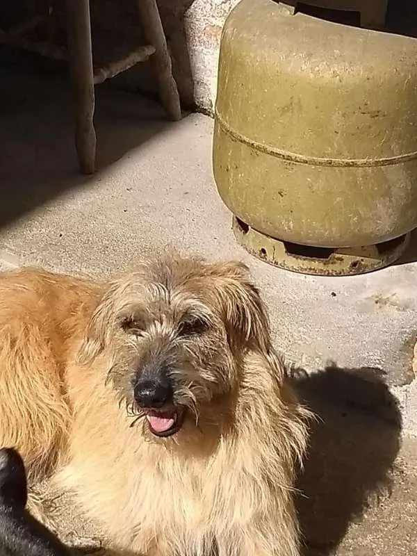 Cachorro ra a SRD idade 3 anos nome ESTRELA
