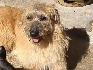 Cachorro raça SRD idade 3 anos nome ESTRELA