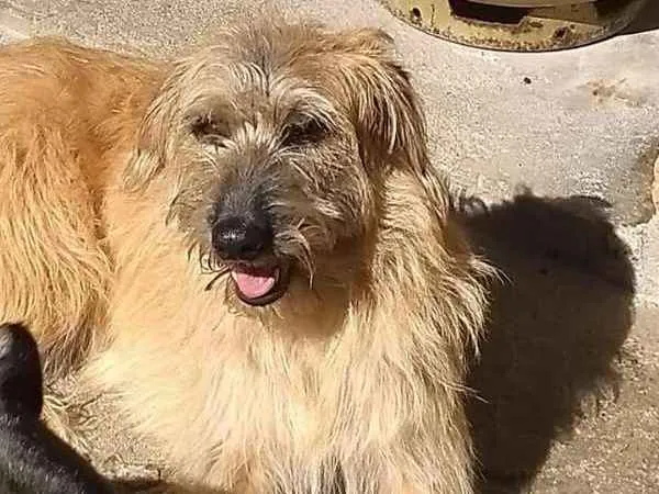 Cachorro ra a SRD idade 3 anos nome ESTRELA