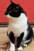 FOFÃO