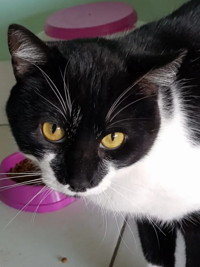 Gato ra a SRD idade 1 ano nome FOFÃO