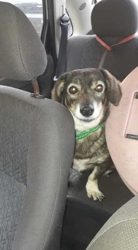 Cachorro ra a srd idade 4 anos nome mayara