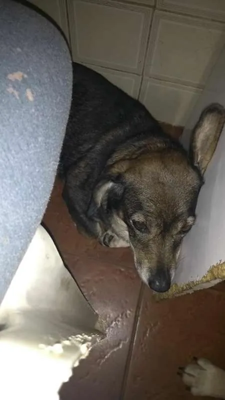 Cachorro ra a srd idade 4 anos nome mayara