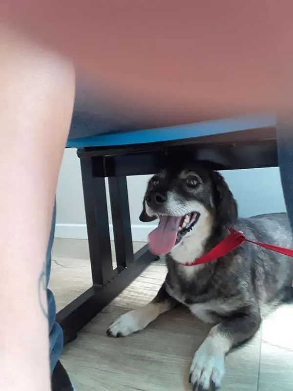 Cachorro ra a srd idade 4 anos nome mayara