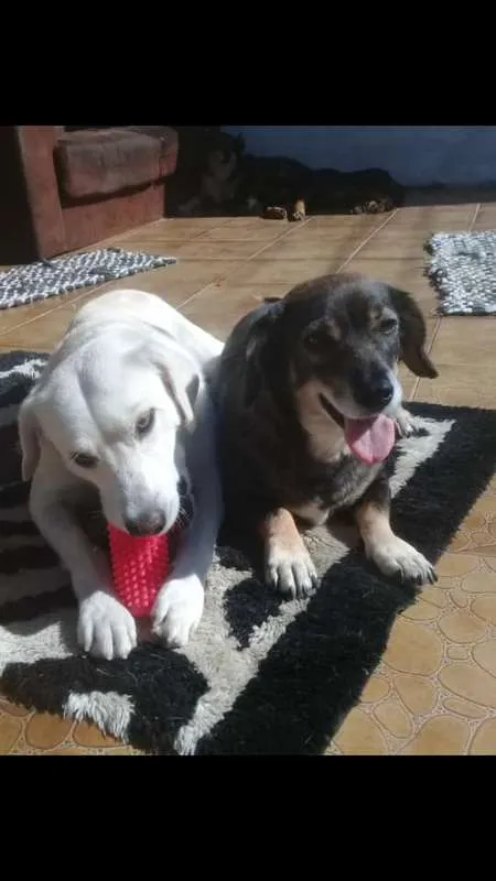 Cachorro ra a srd idade 4 anos nome mayara