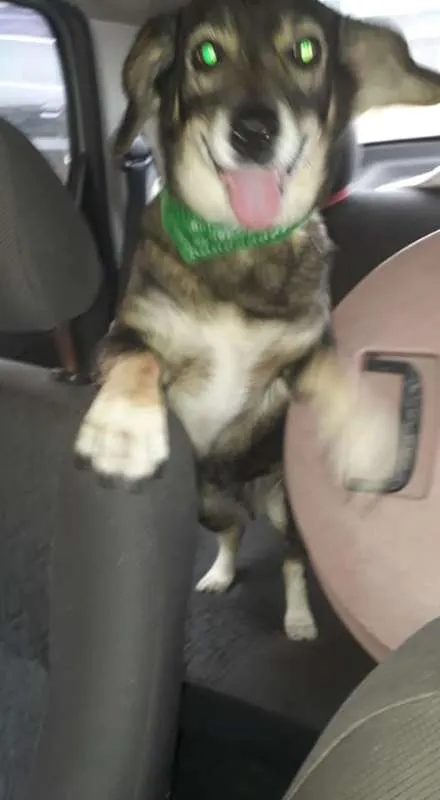 Cachorro ra a srd idade 4 anos nome mayara