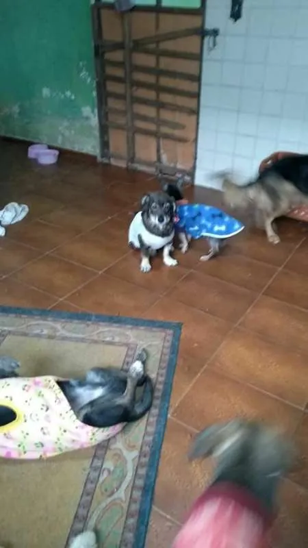 Cachorro ra a srd idade 4 anos nome mayara