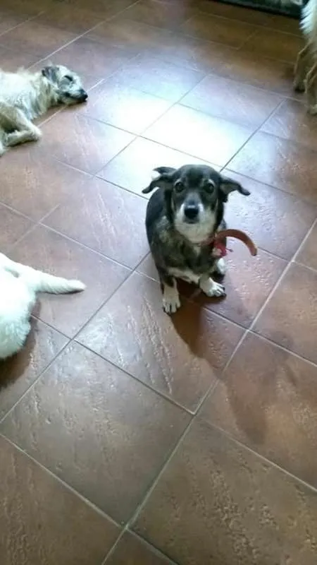 Cachorro ra a srd idade 4 anos nome mayara