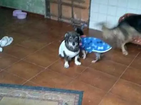 Cachorro ra a srd idade 4 anos nome mayara