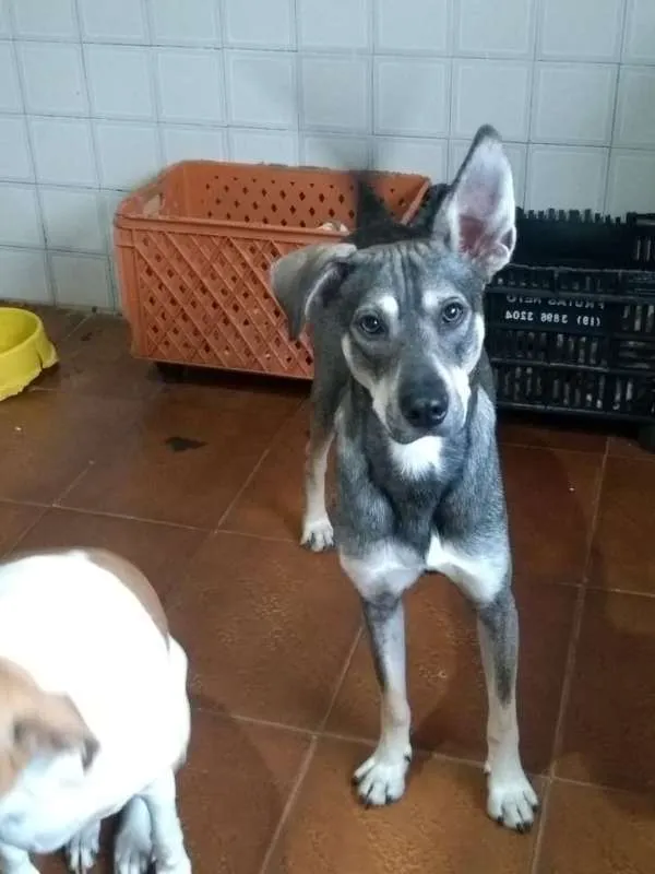 Cachorro ra a srd idade 1 ano nome Duck