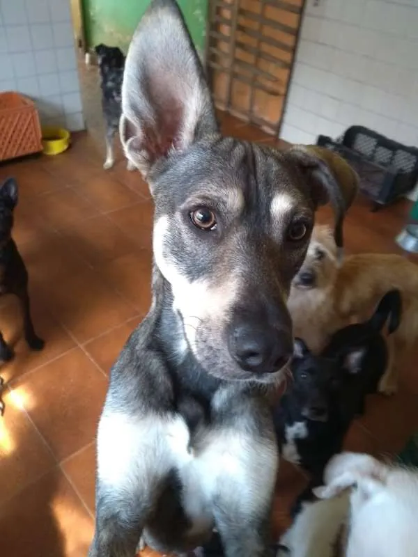 Cachorro ra a srd idade 1 ano nome Duck