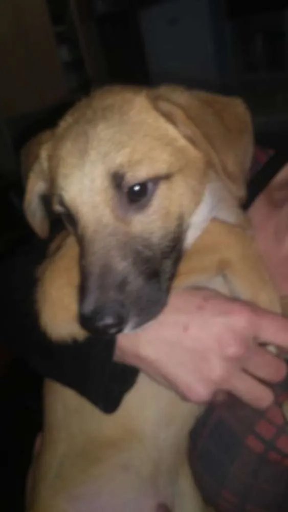 Cachorro ra a  idade 2 a 6 meses nome Filhotes 