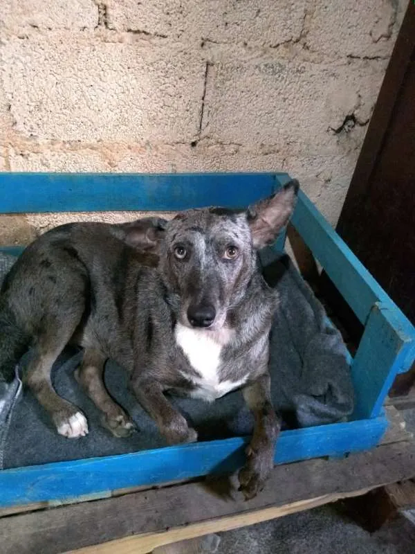 Cachorro ra a SRD idade 4 anos nome Maya