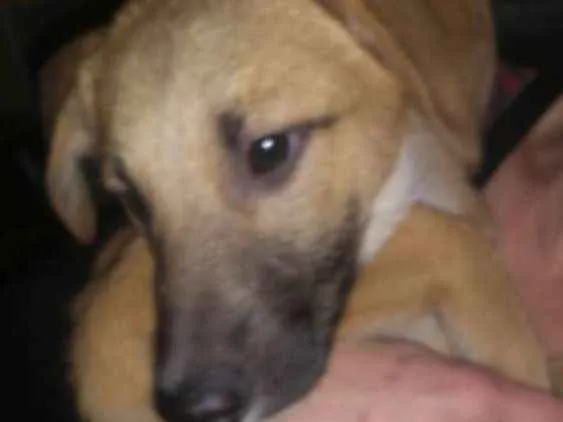 Cachorro ra a  idade 2 a 6 meses nome Filhotes 