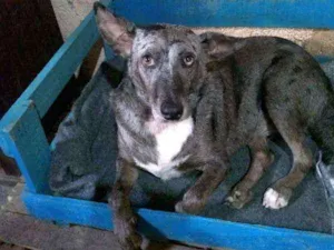 Cachorro raça SRD idade 4 anos nome Maya